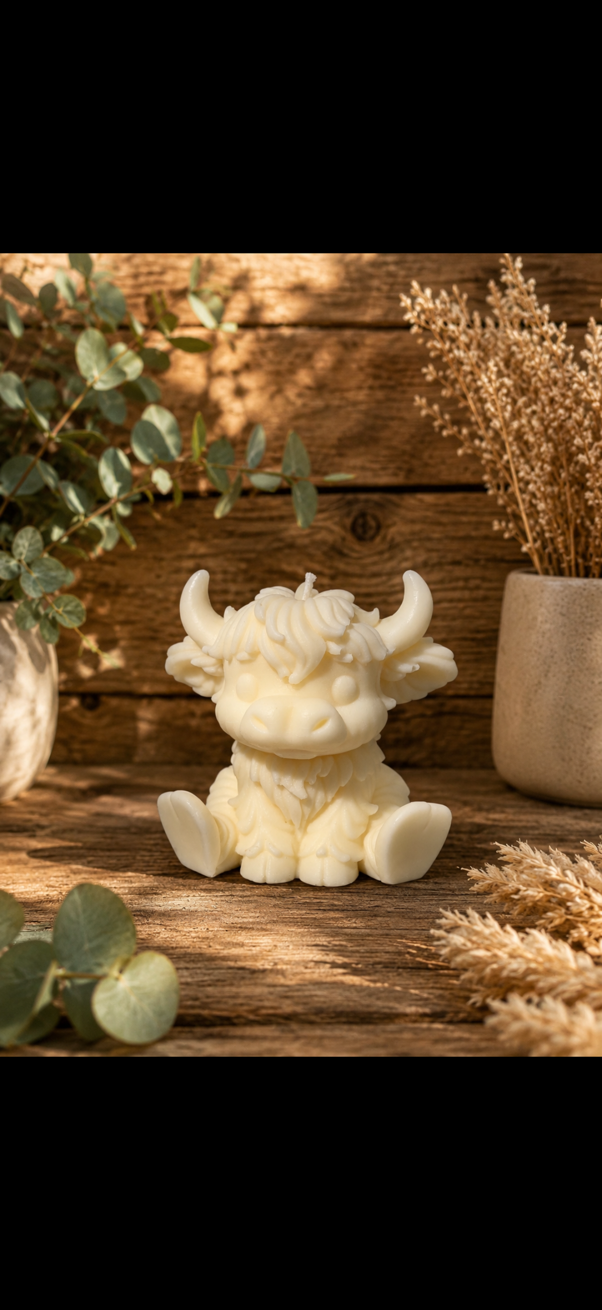 Highland cow